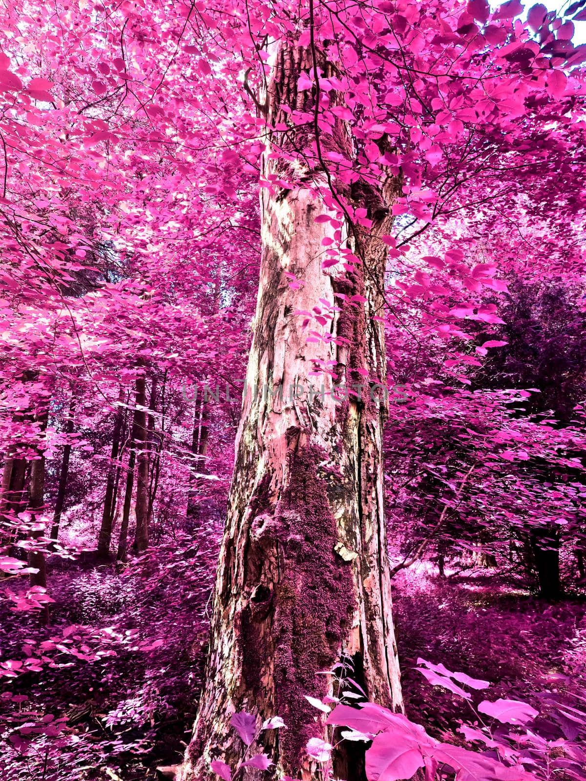 Beautiful pink and purple infrared panorama of a countryside landscape with a blue sky.