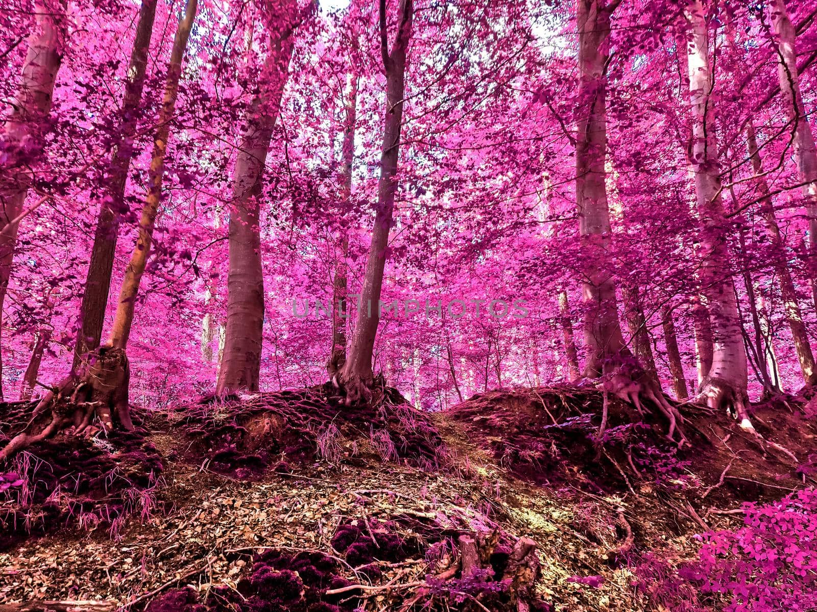 Beautiful pink and purple infrared panorama of a countryside landscape with a blue sky.