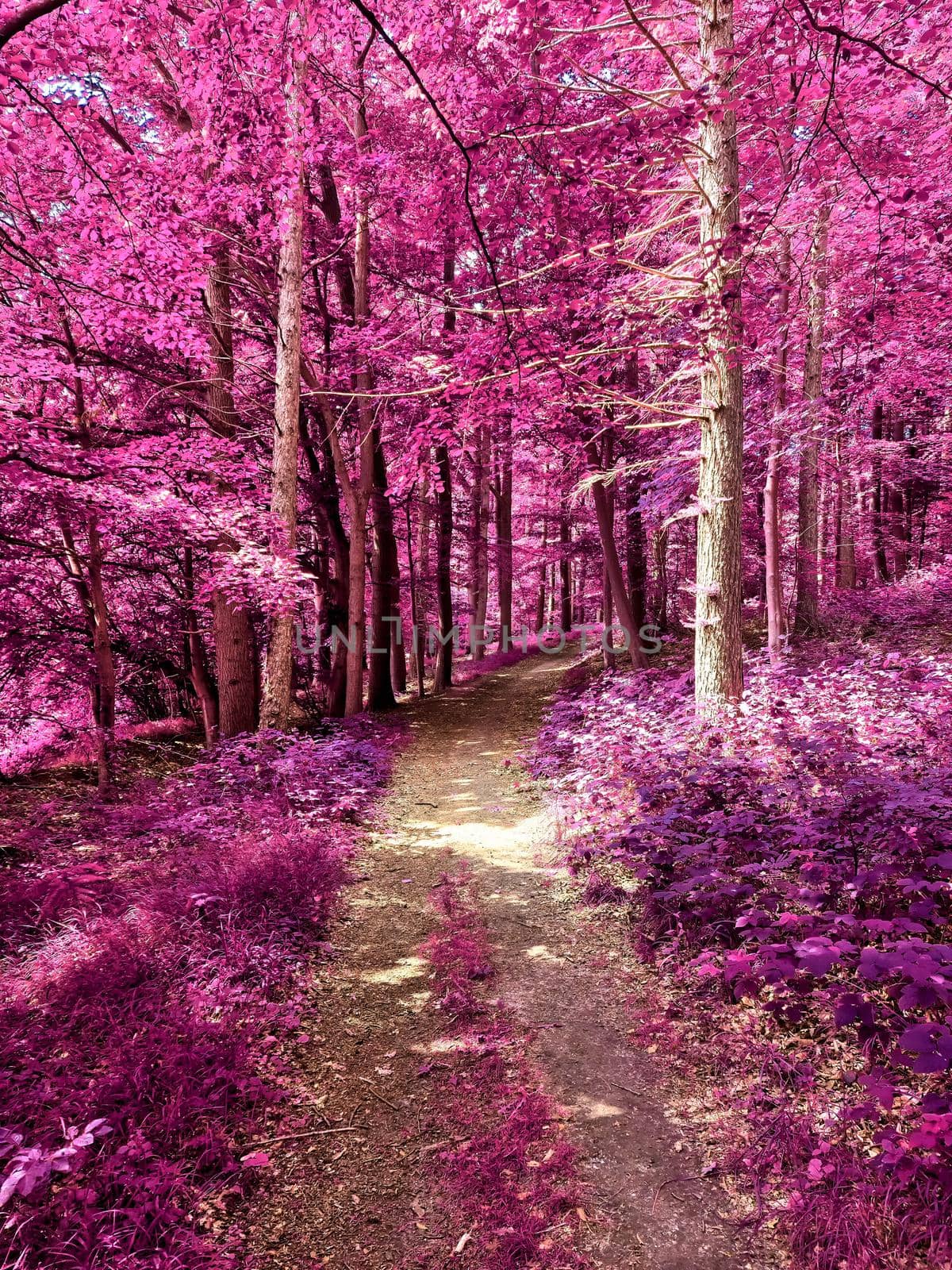 Beautiful pink and purple infrared panorama of a countryside landscape with a blue sky.