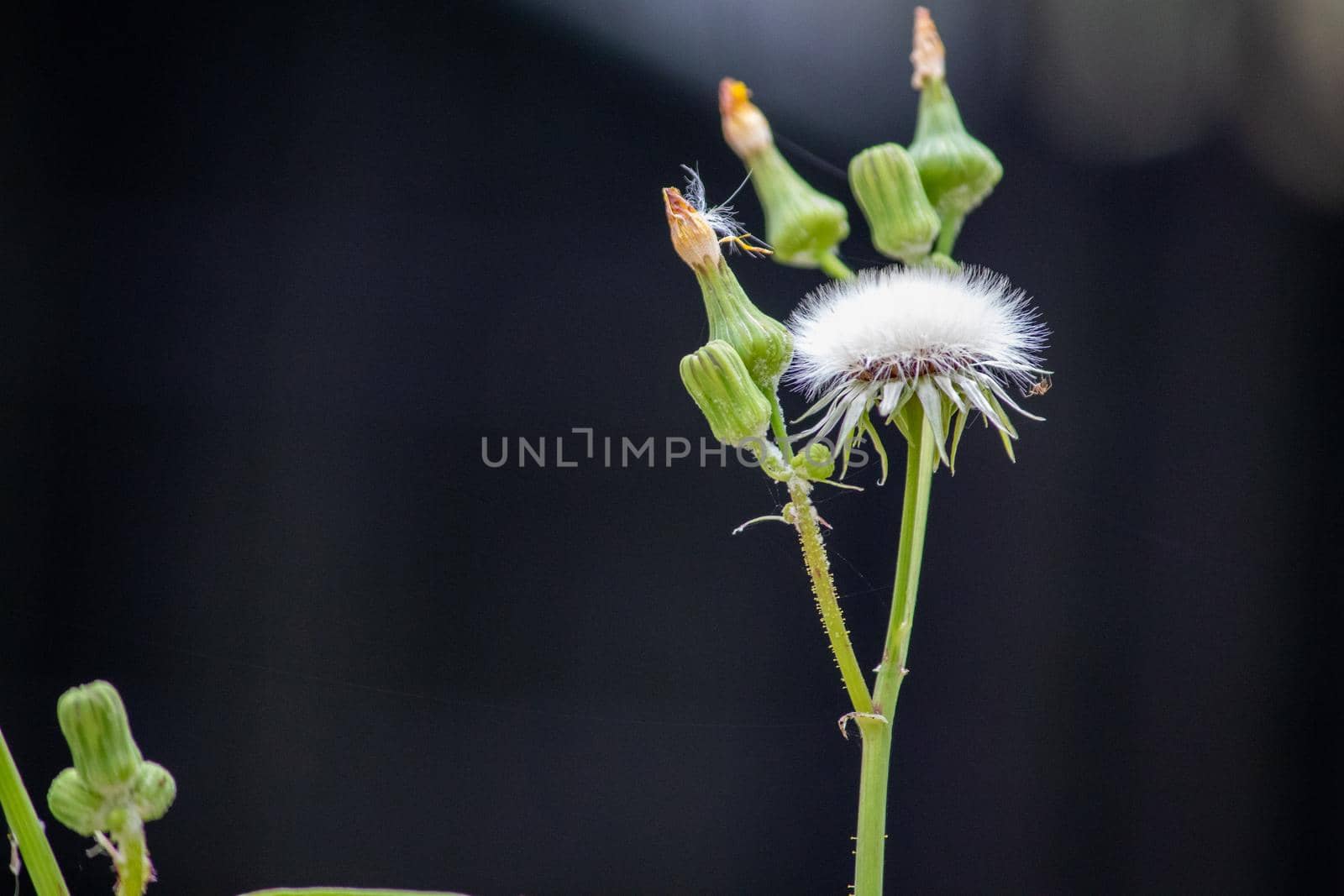 Sow Thistle common weeds in Nebraska with yellow flowers Sonchus oleraceus . High quality photo