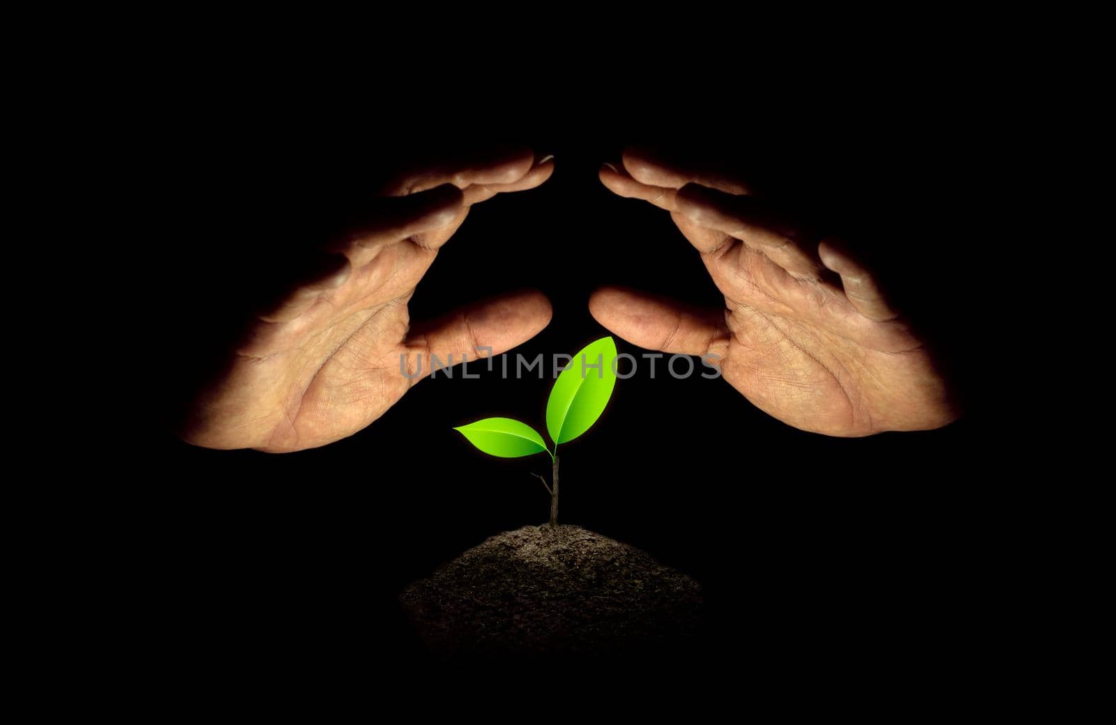 Upside down hand protected little green seedlings growing in soil on black background.