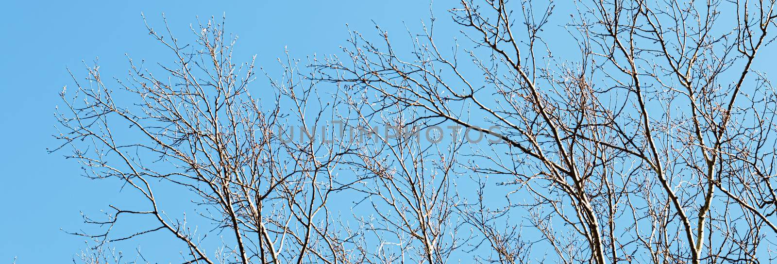 Tree and blue sky in early spring or autumn, nature background.