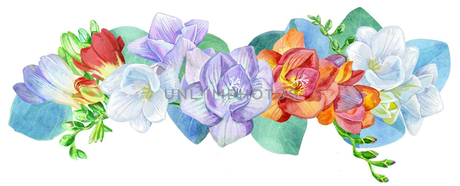 Watercolor illustration of freesia and eucalyptus border by NataOmsk