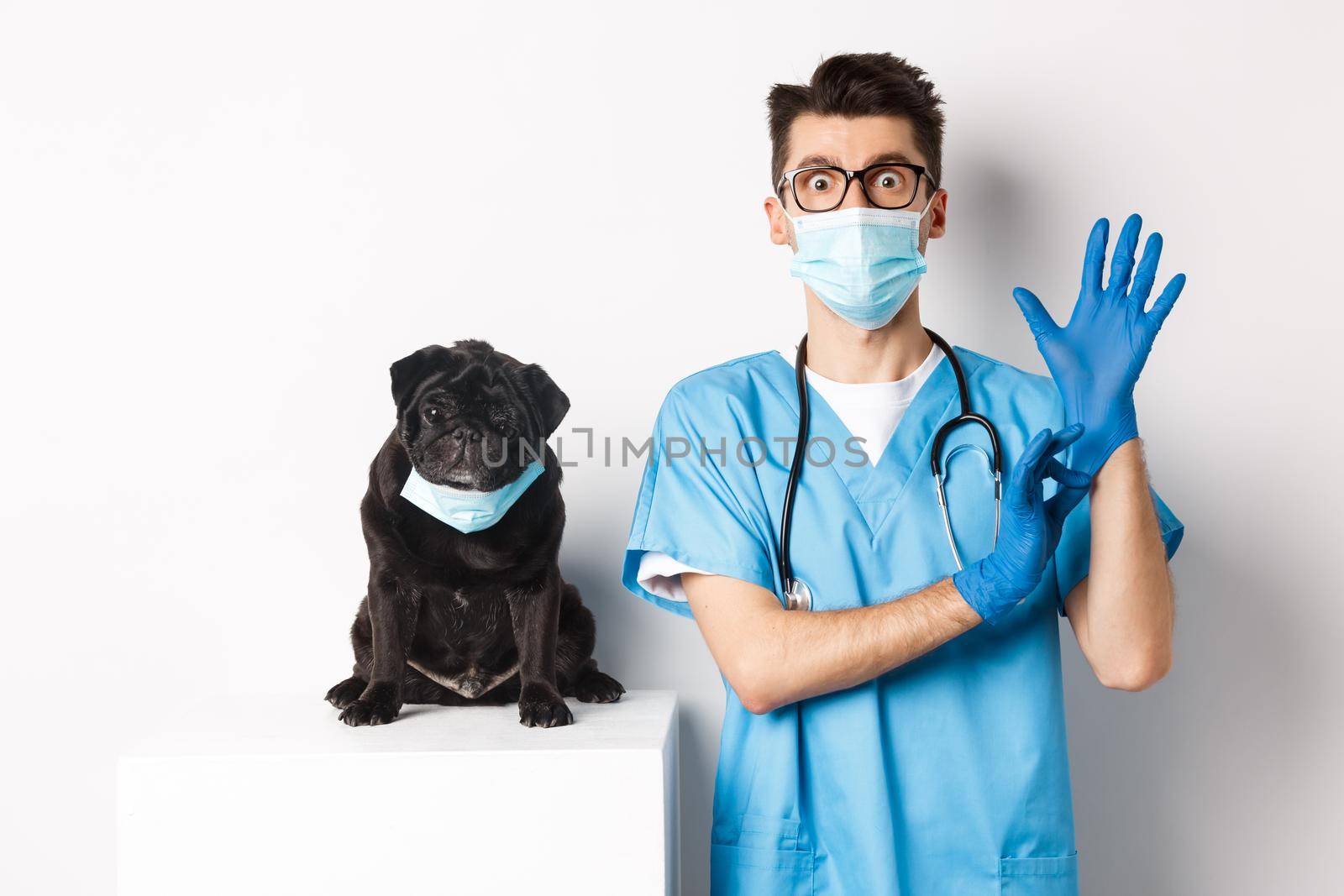 Funny black pug dog wearing medical mask, sitting near handsome veterinarian doctor putting on gloves for examination, white background.