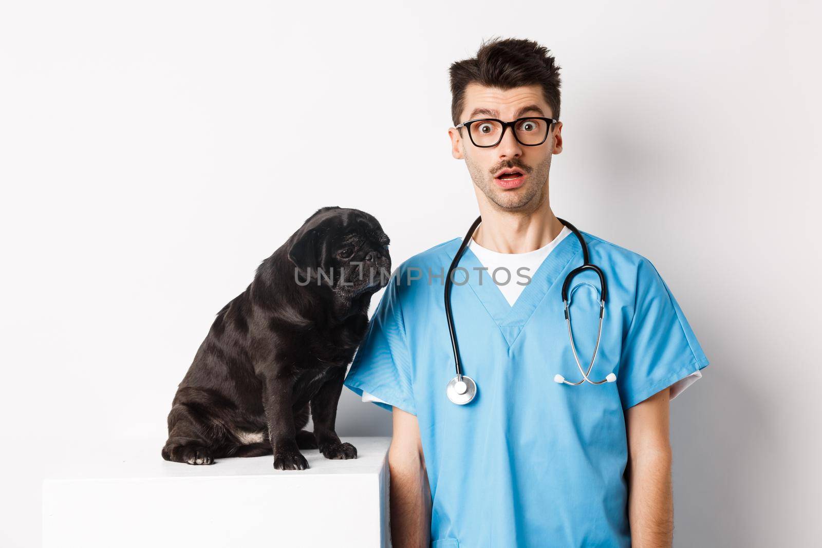 Handsome doctor veterinarian staring at camera surprised, small black dog pug sitting and waiting for examination in vet clinic, white background.