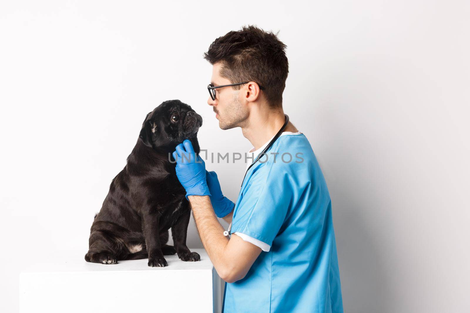 Handsome doctor veterinarian examining cute black pug dog at vet clinic, standing over white background.