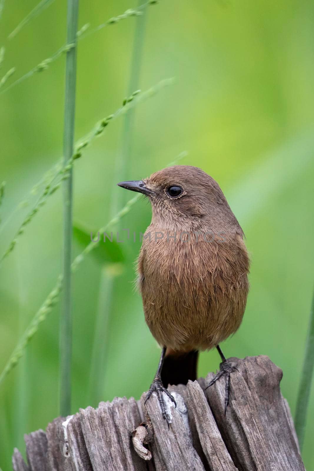 Image of Asian Brown Flycatcher (Muscicapa dauurica) on stump on nature background. Bird. Animals.