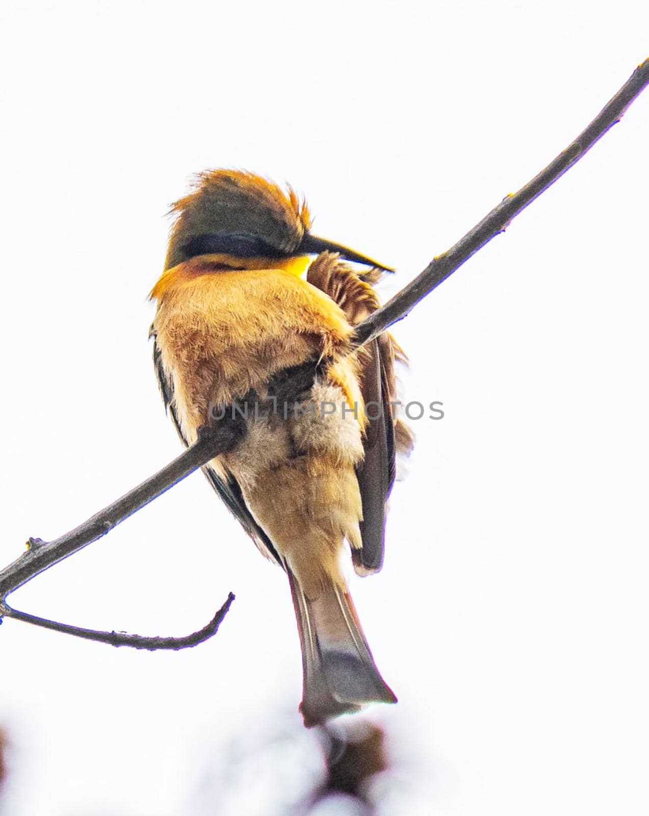 Wildlife photography is a genre of photography concerned with documenting various forms of wildlife in their natural habitat.