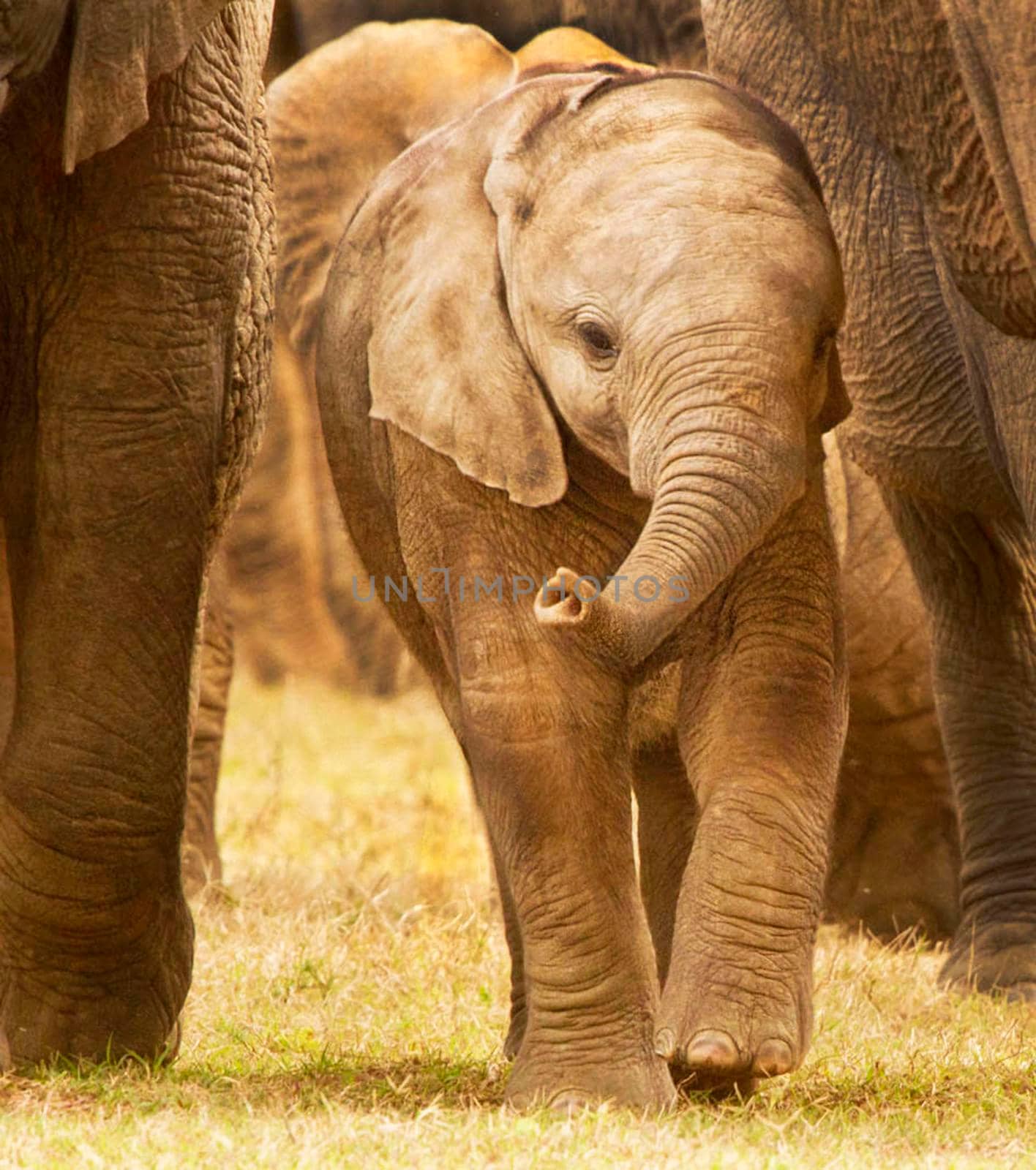 Creative Wildlife pictures of Addo,South Africa by TravelSync27