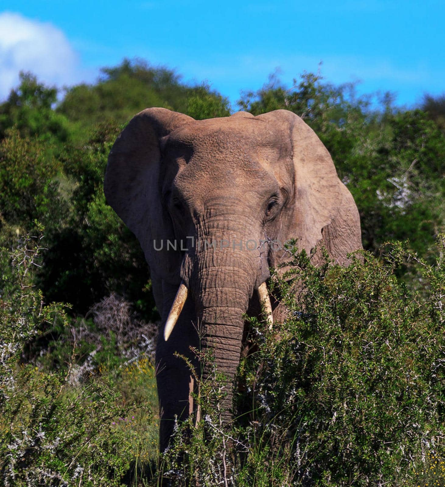 Beautiful Wildlife of Addo,South Africa by TravelSync27
