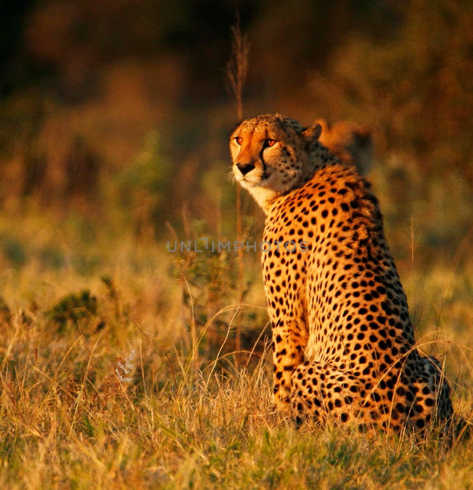 Beautiful Wildlife of Addo,South Africa by TravelSync27