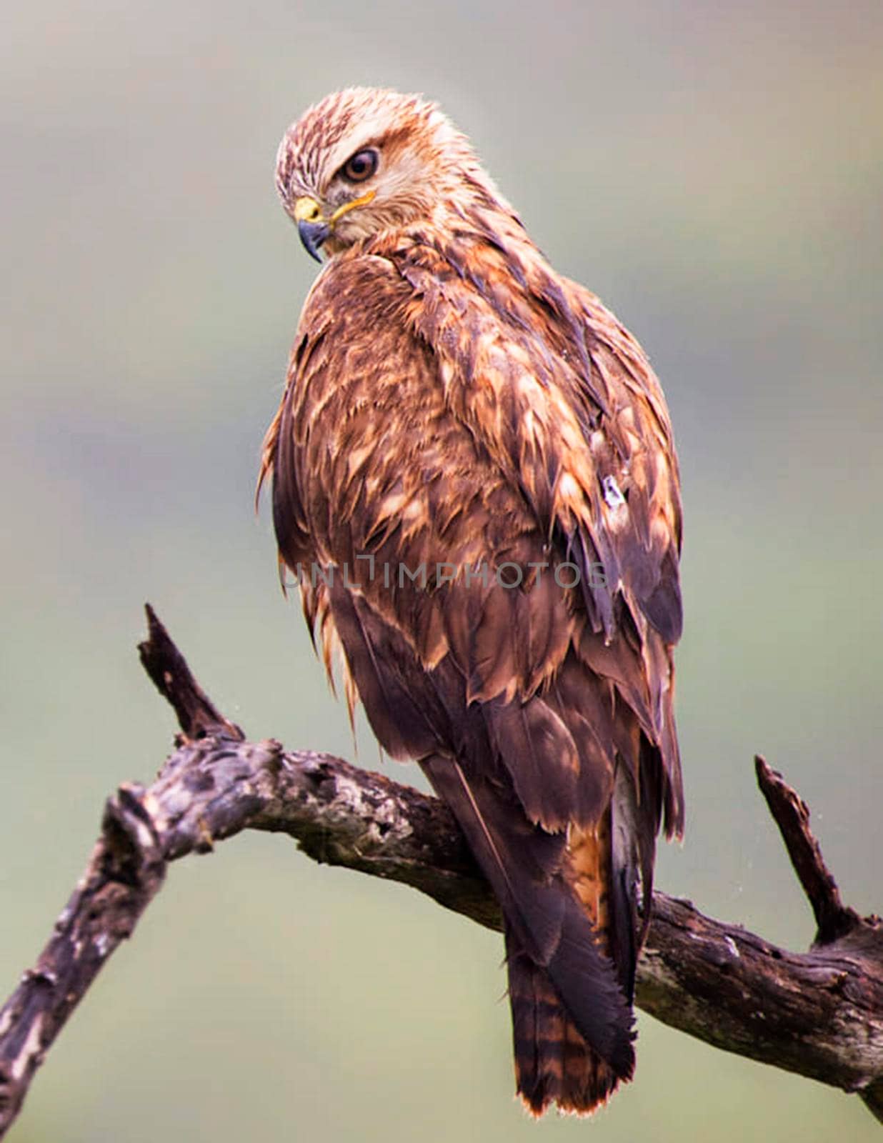 Wildlife photography is a genre of photography concerned with documenting various forms of wildlife in their natural habitat.