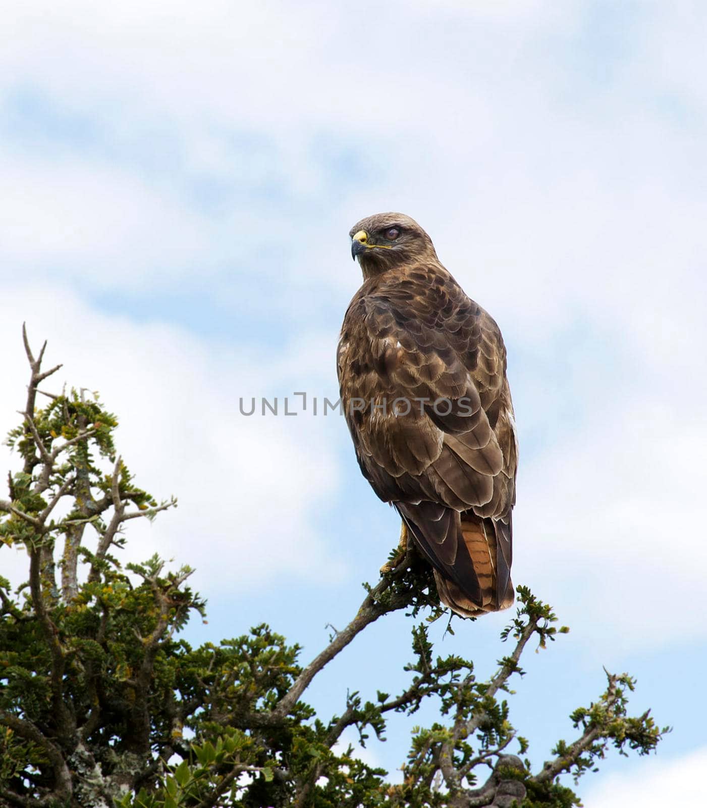 Wildlife photography is a genre of photography concerned with documenting various forms of wildlife in their natural habitat.