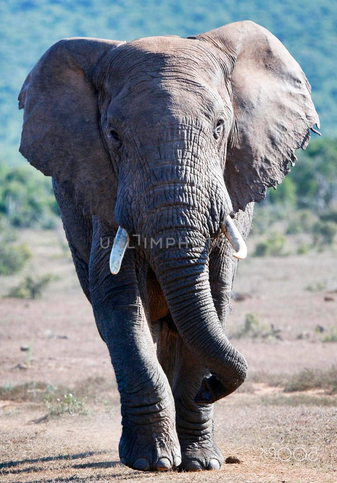 Beautiful Wildlife of Addo,South Africa by TravelSync27