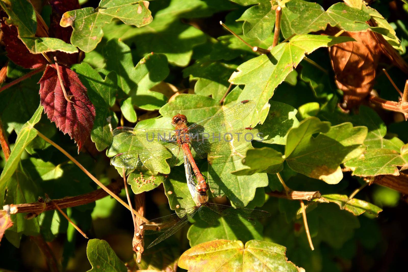 common darters during reproduction by Jochen