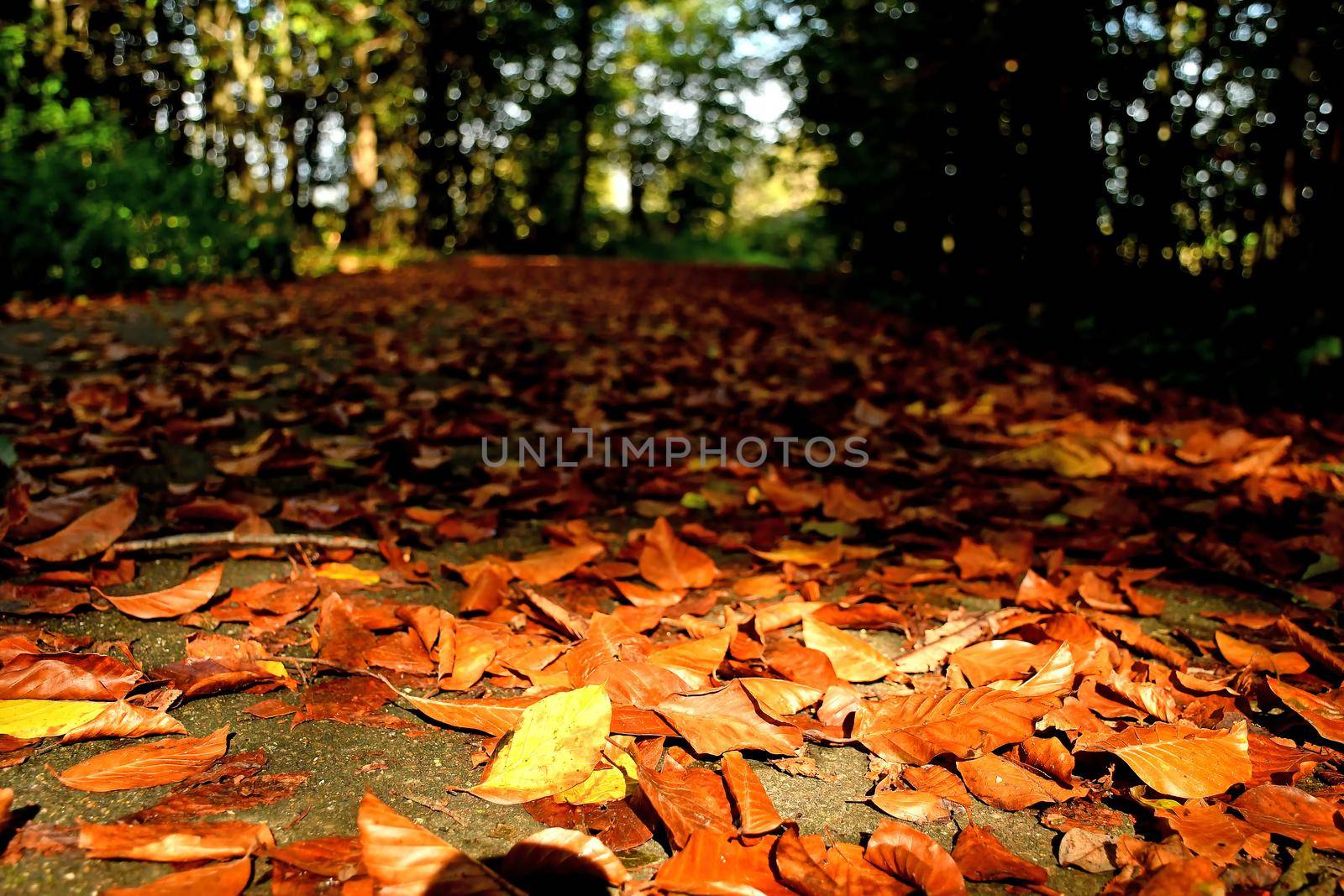 autumnal colored leaves on a forest way in backlit by Jochen