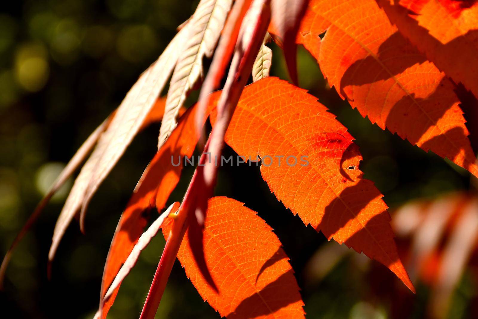 rowan tree with red painted leaves in backlit in autumn