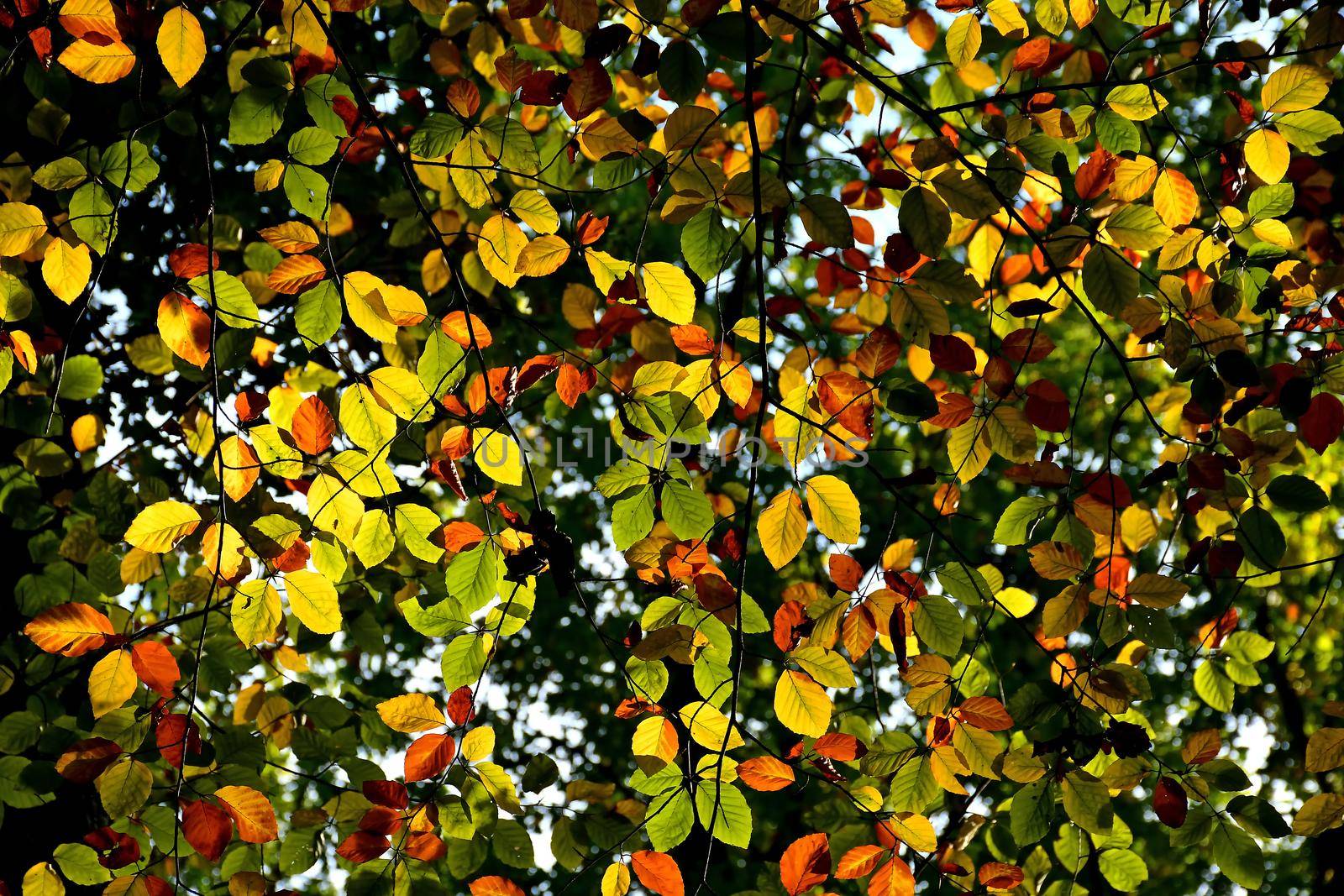 view up to autumnal colored leaves on trees