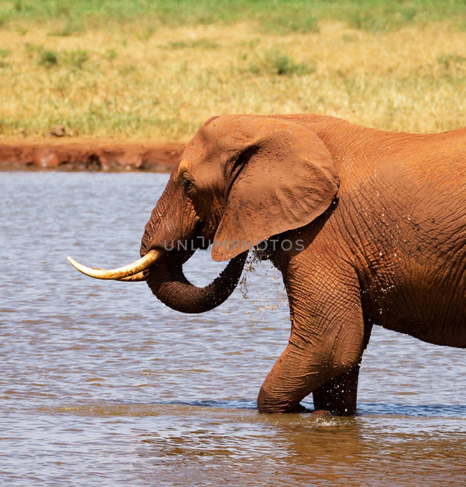 Wildlife photography is a genre of photography concerned with documenting various forms of wildlife in their natural habitat.