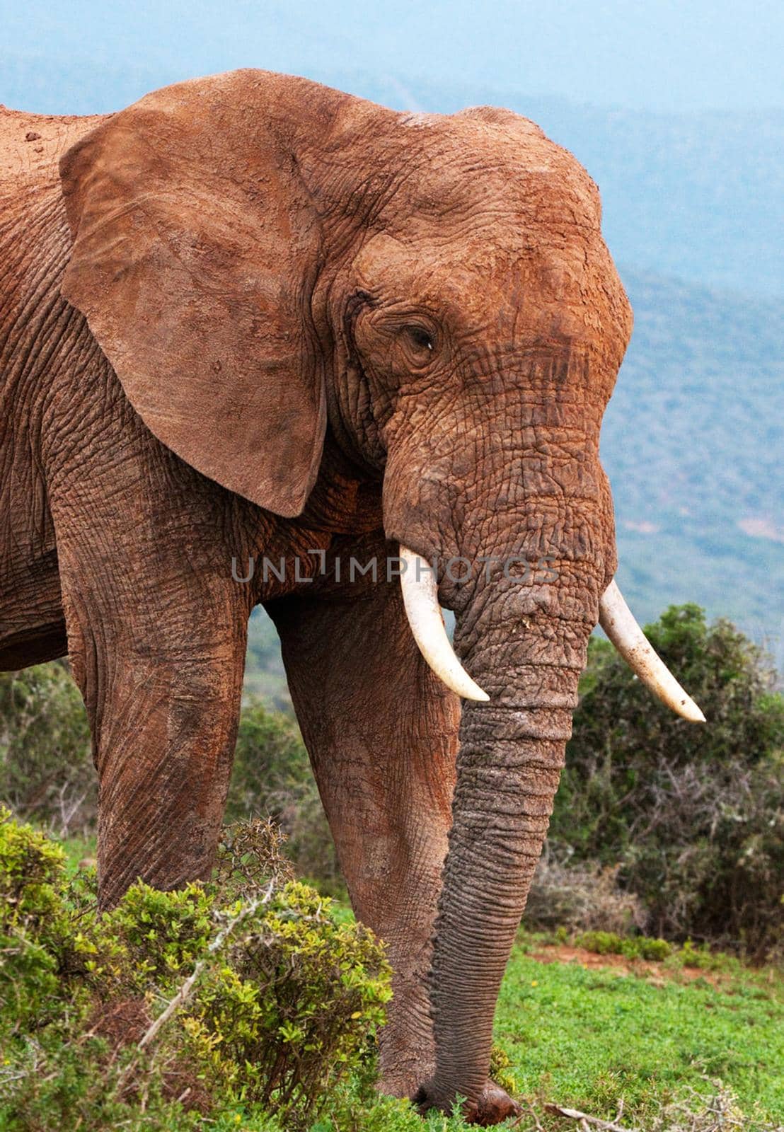 Wildlife photography is a genre of photography concerned with documenting various forms of wildlife in their natural habitat.