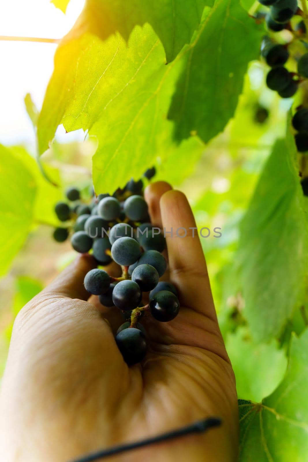 Black grapes on the branches of the vineyard close-up. Selective focus. Grape growing and wine making