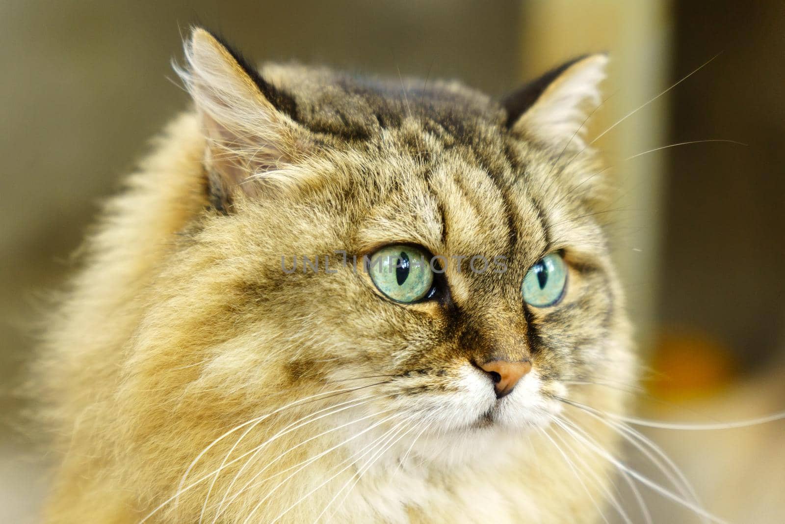 Portrait of a fluffy brown cat with green eyes in nature, close up. Siberian breed