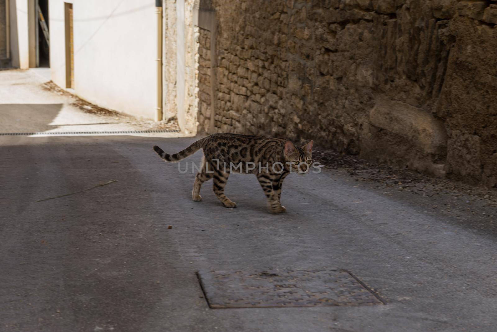 Walking cat on the street in Meursault, Burgundy, France by anytka