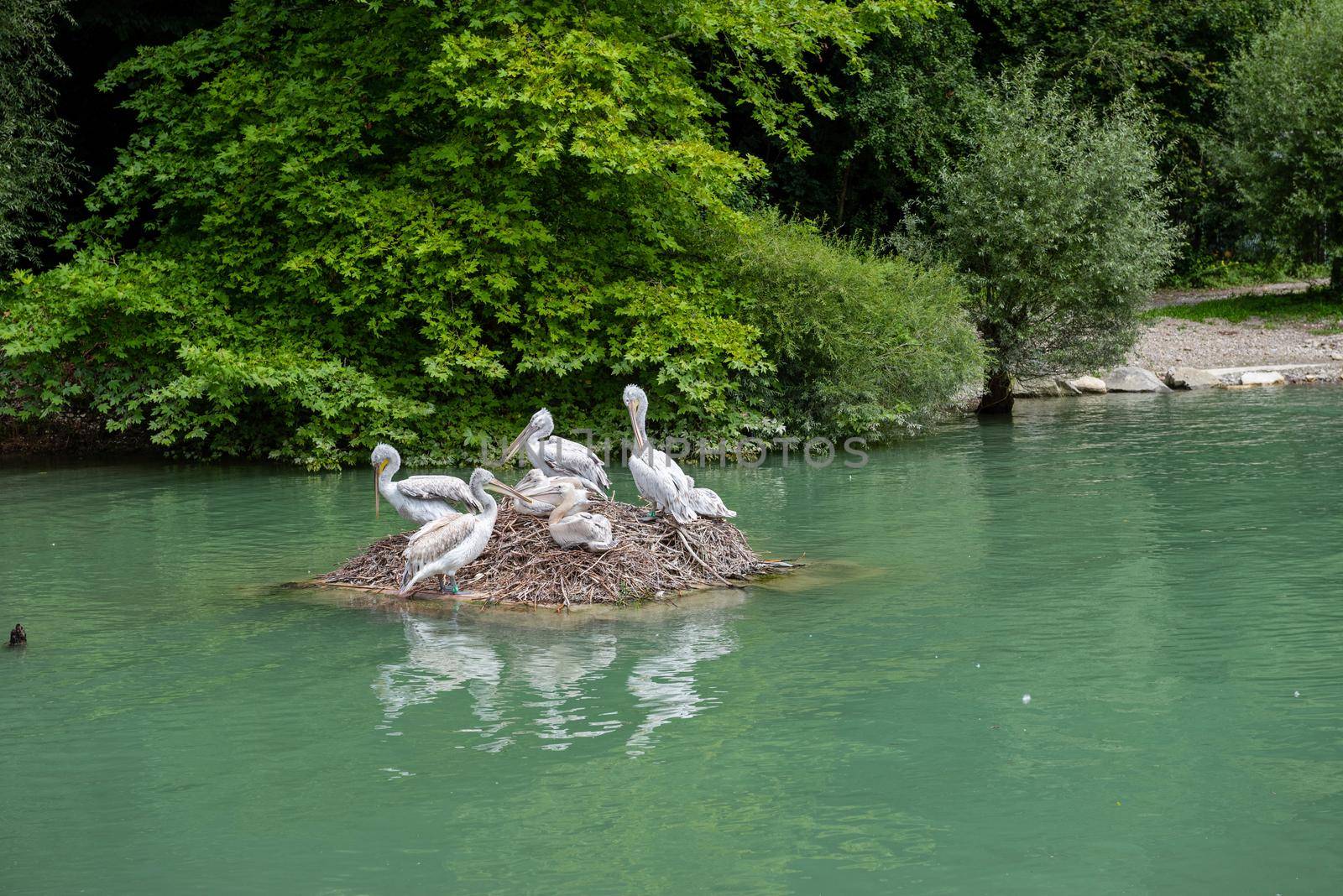 Pelican colony sitting on the stone in the pond by anytka