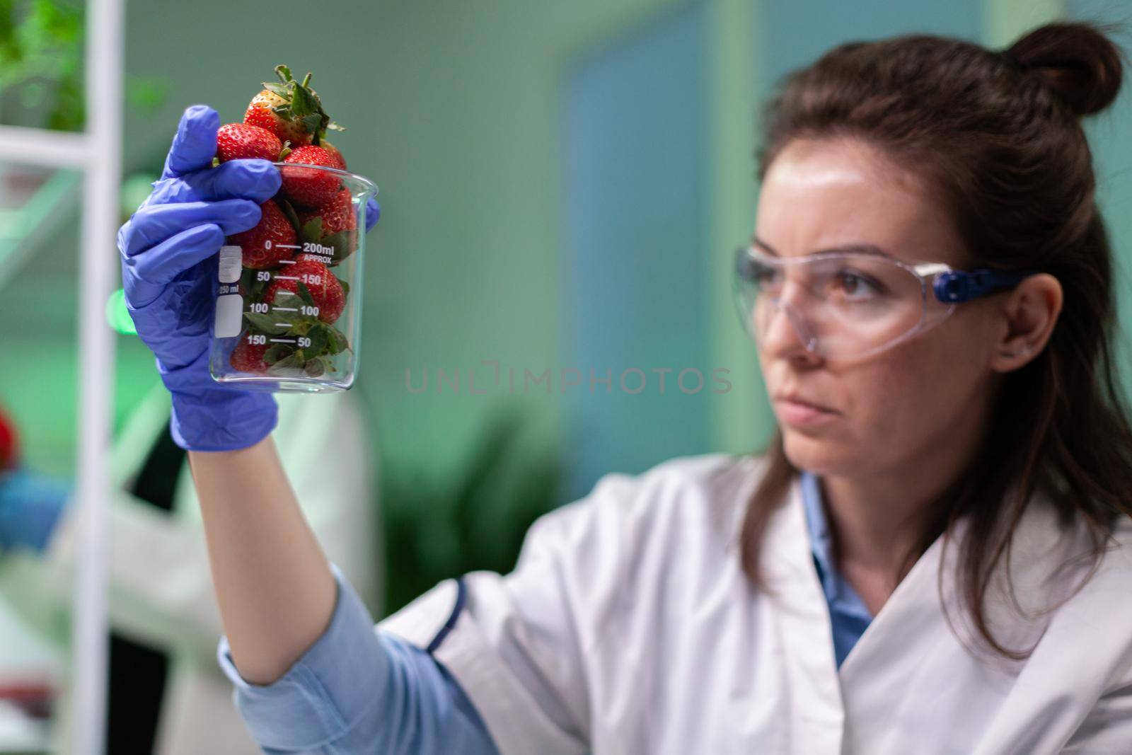 Researcher woman doctor holding organic strawberry working at gmo botany experiment in microbiology hospital laboratory, Biologist specialist analyzing genetically modified fruits in lab-grown
