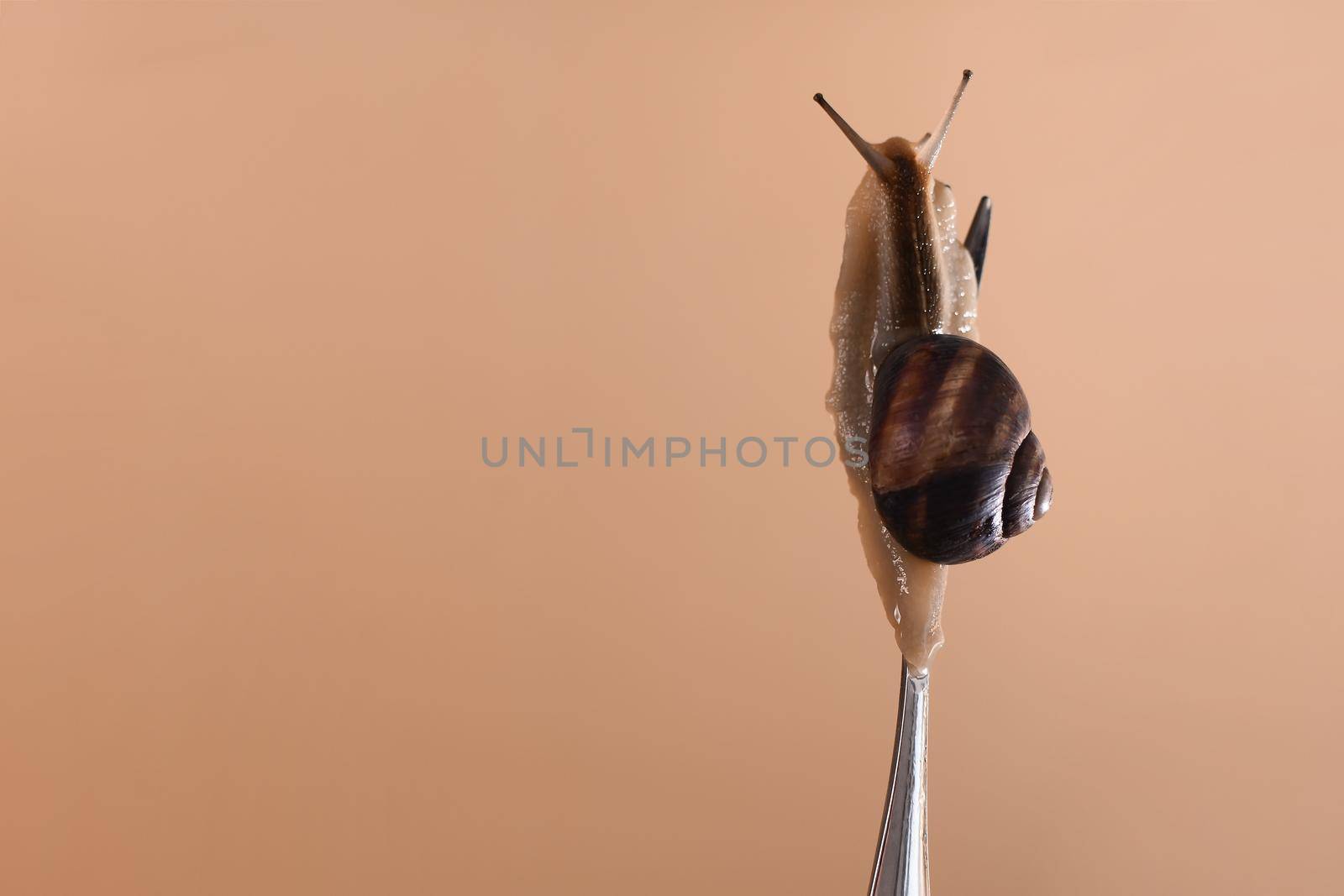 live snail on a fork close-up. on a light brown background. copy space