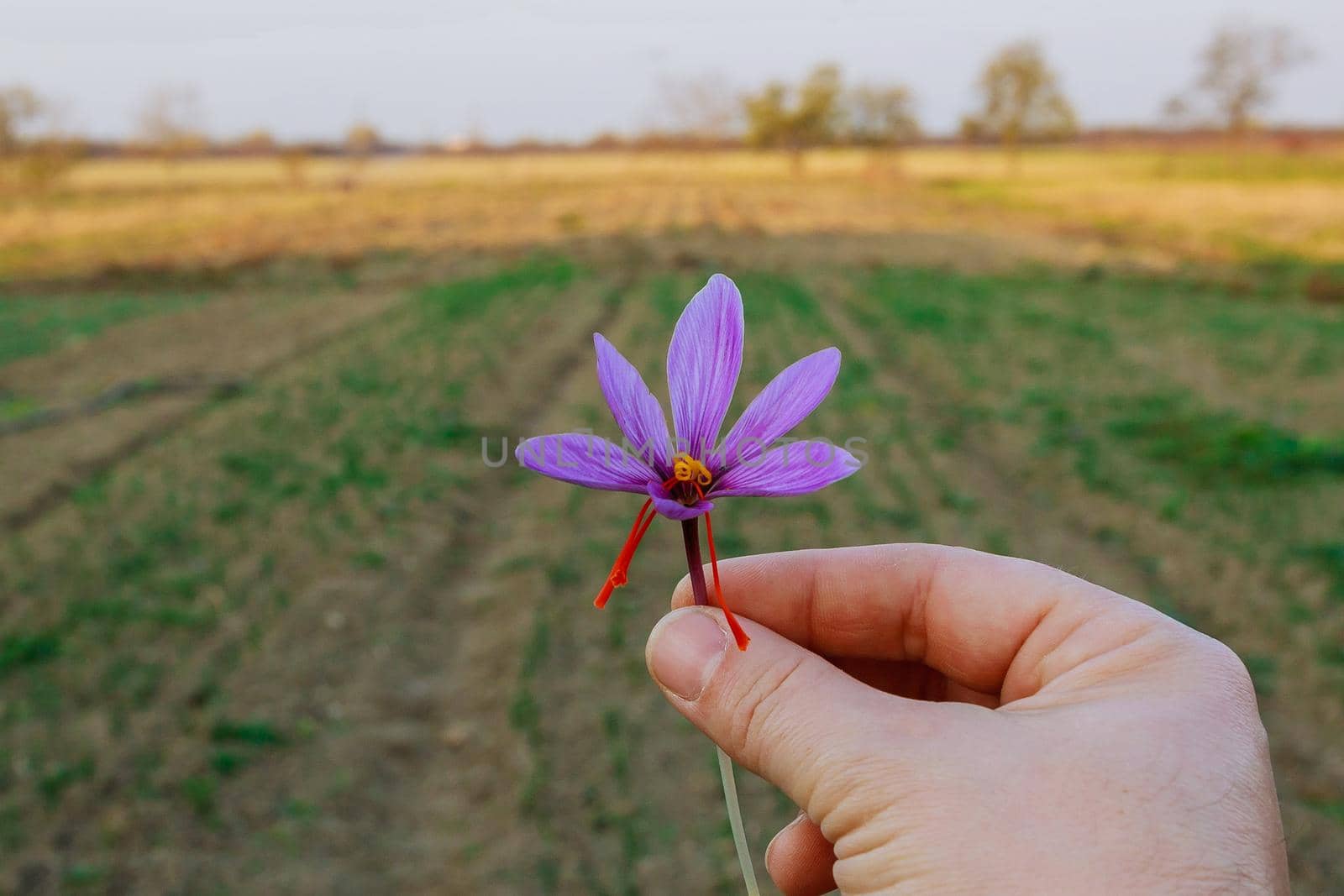 Hand hold with purple saffron flowers on a field during flowering