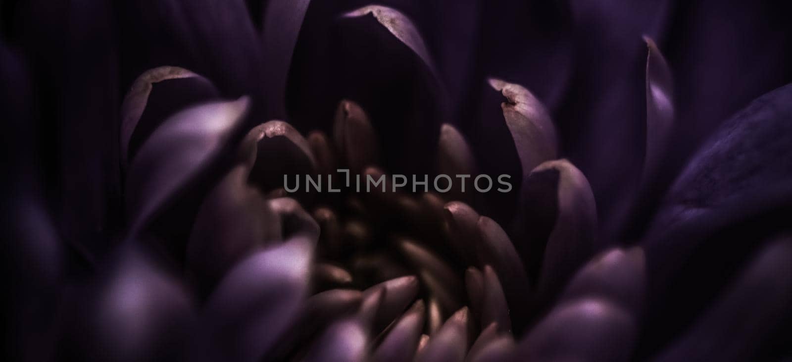Purple daisy flower petals in bloom, abstract floral blossom art background, flowers in spring nature for perfume scent, wedding, luxury beauty brand holiday design by Anneleven