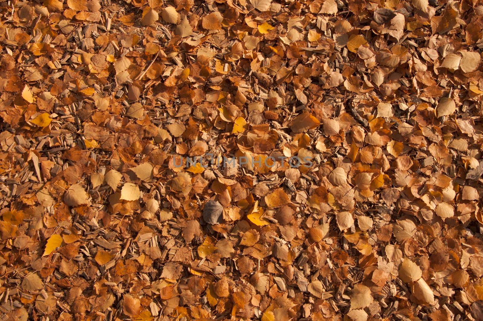 Yellow, orange and red october autumn leaves on ground in beautiful fall park. Fallen golden autumn leaves close up view on ground in sunny morning light yard. November nature macro leaf background by inxti