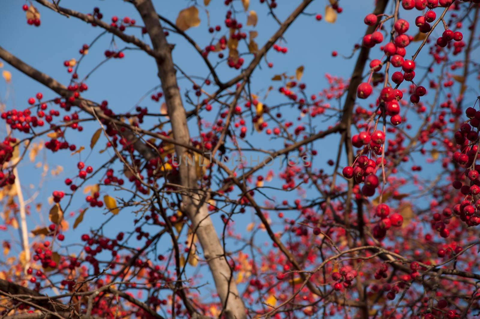 A bunch of wild apple tree with small bright red apples and green and yellow leaves is in a park in autumn