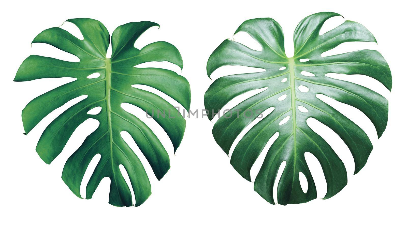 Monstera deliciosa foliage isolated on white background by Myimagine