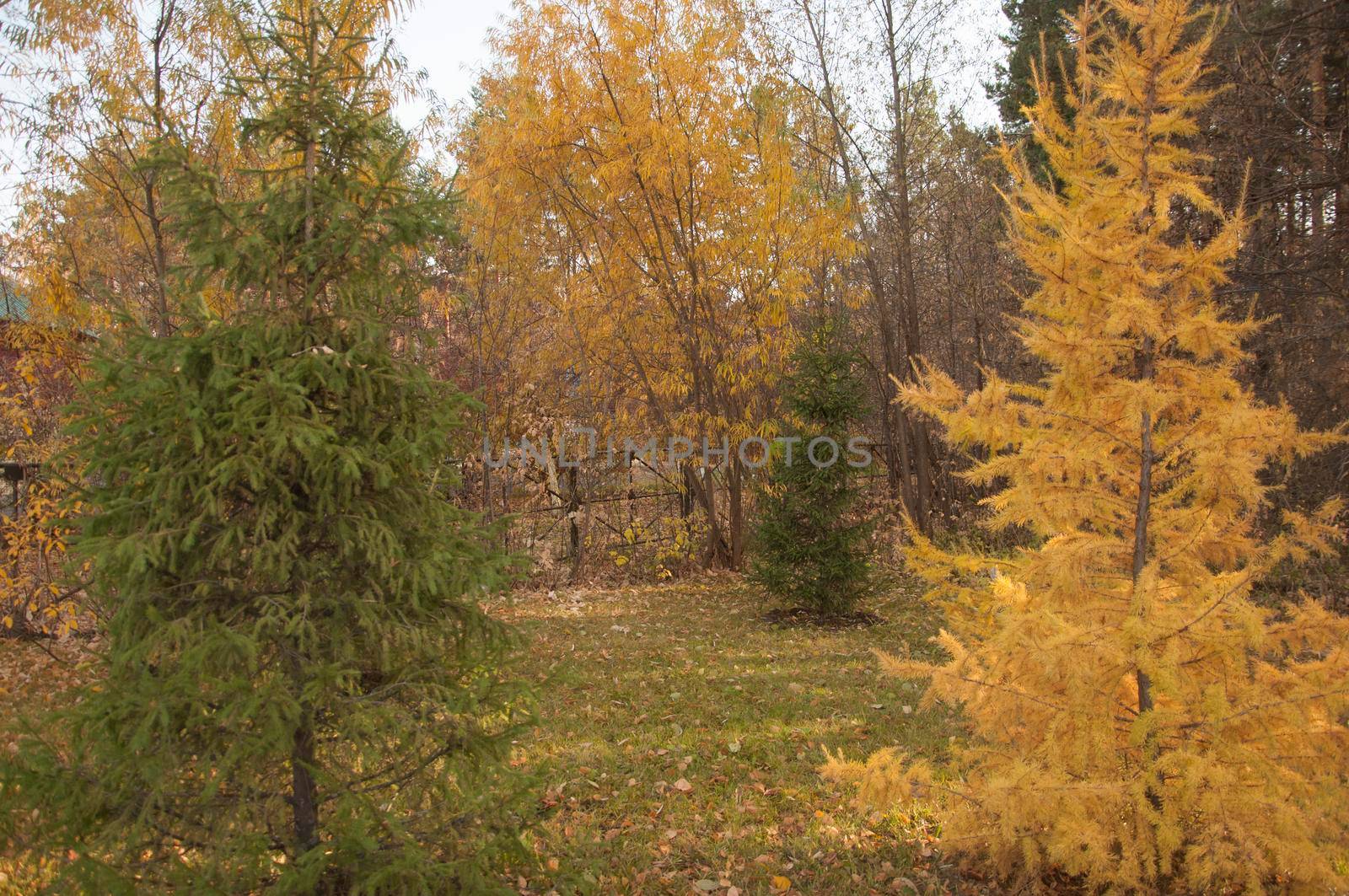 pattern of Christmas tree garden on day time  by inxti