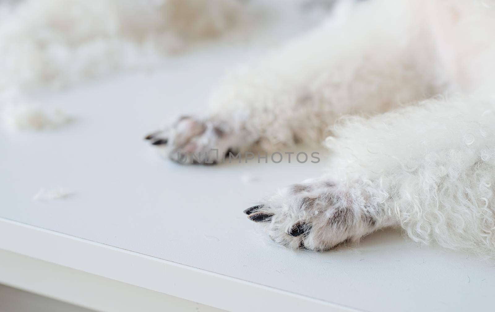 Paws of groomed bichon frise or poodle dog in salon by Desperada