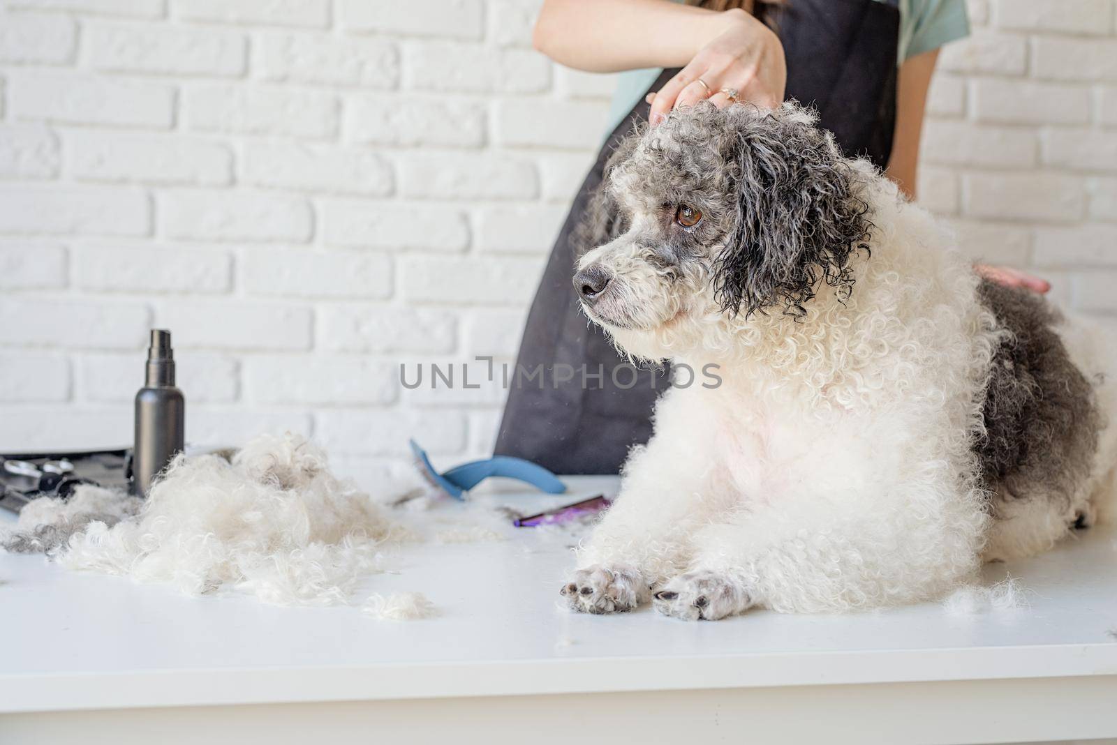 Pet care. Pet grooming. Smiling caucasian woman in glasses grooming bichon frise dog in salon