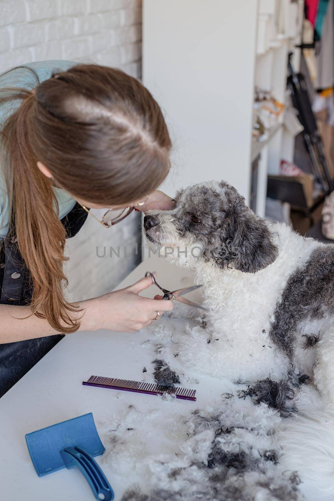 Pet care. Pet grooming. Smiling caucasian woman in glasses grooming bichon frise dog in salon