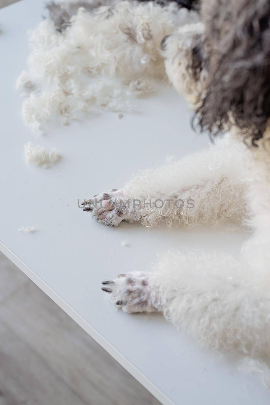 Pet care. Pet grooming. Paws of groomed bichon frise or poodle dog in salon