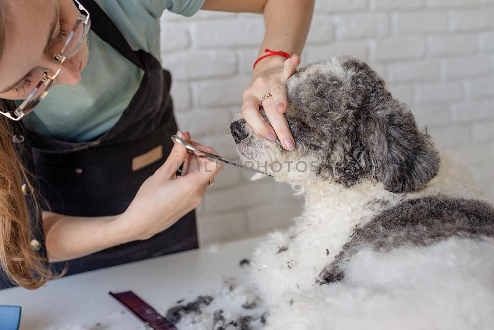 smiling woman grooming bichon frise dog in salon by Desperada