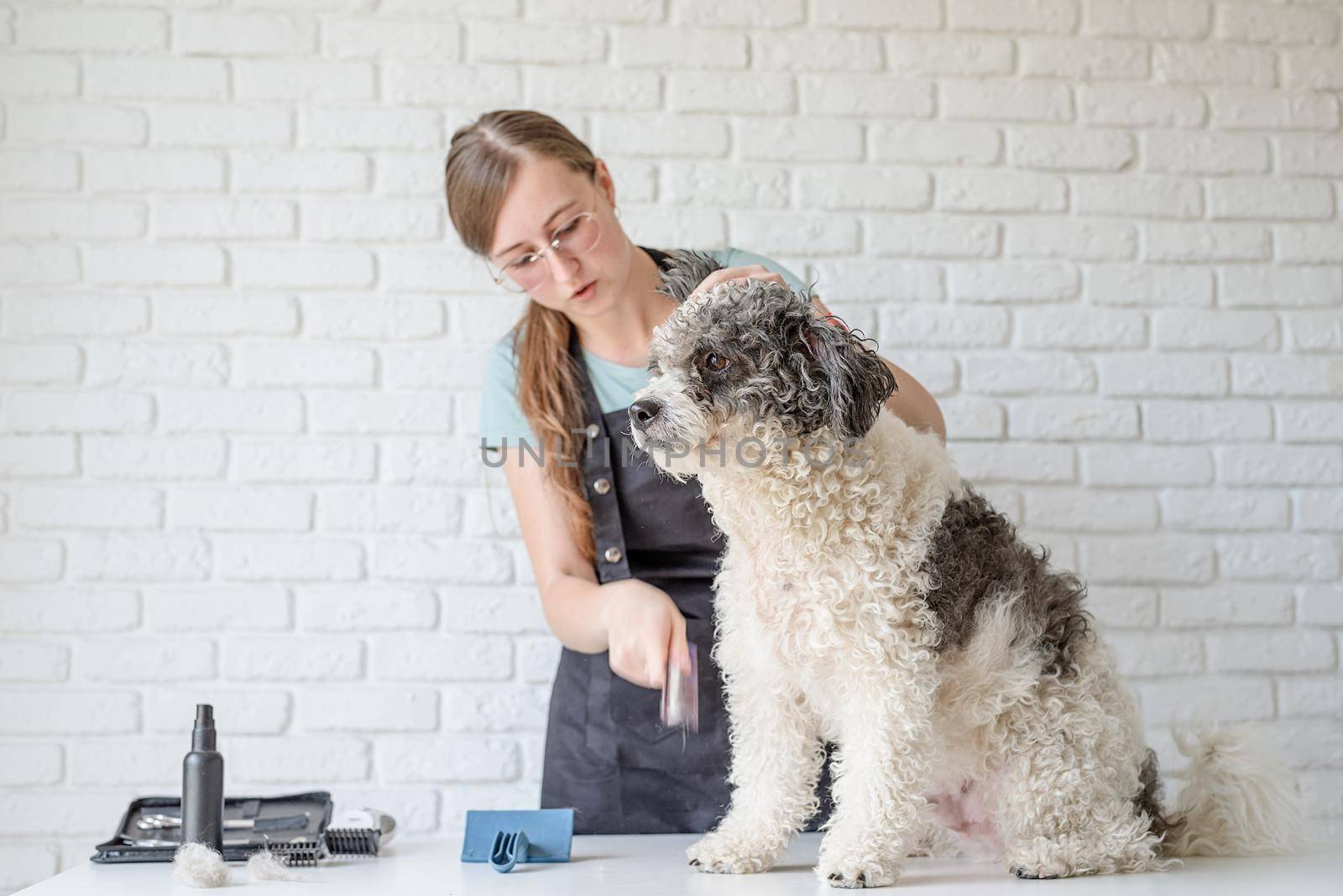 smiling woman grooming bichon frise dog in salon by Desperada