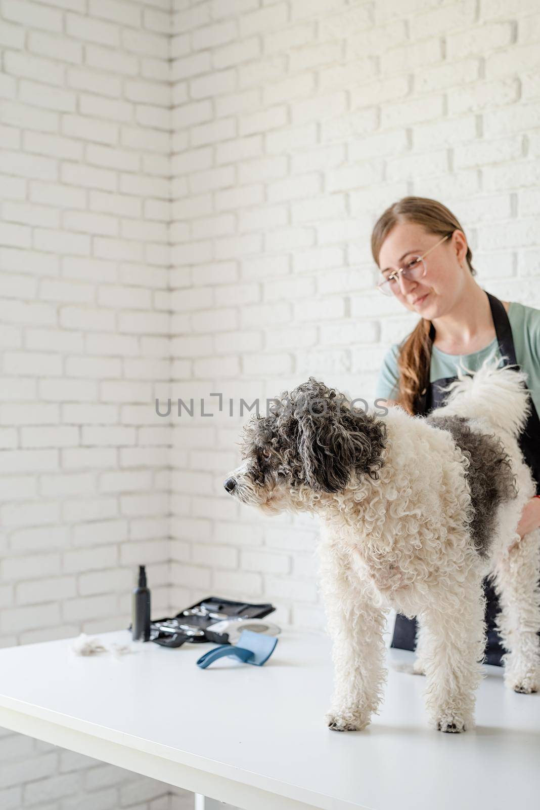 Pet care. Pet grooming. Smiling caucasian woman in glasses grooming bichon frise dog in salon