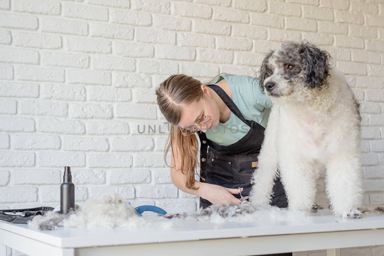 Pet care. Pet grooming. Smiling caucasian woman in glasses grooming bichon frise dog in salon