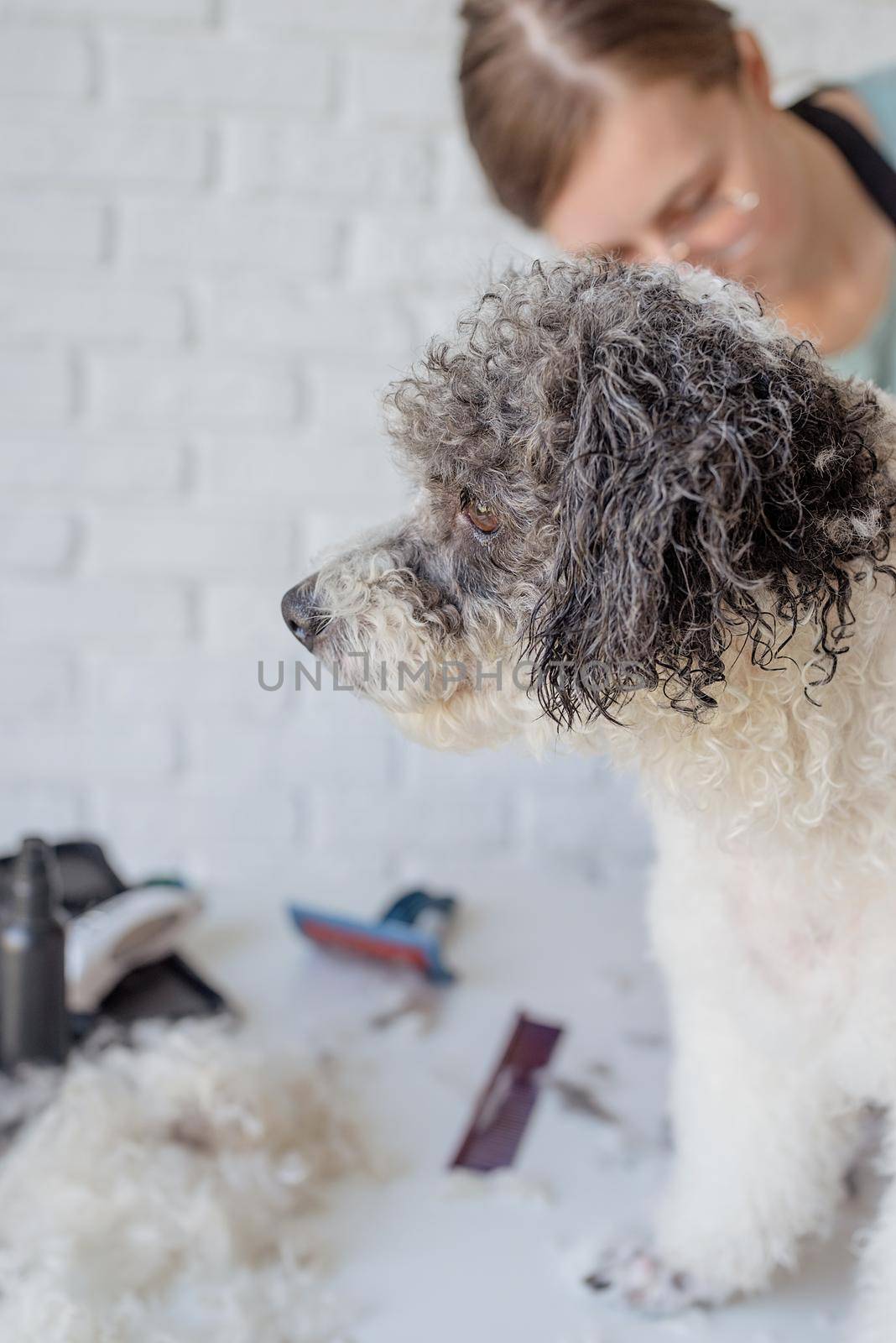 Pet care. Pet grooming. Smiling caucasian woman in glasses grooming bichon frise dog in salon