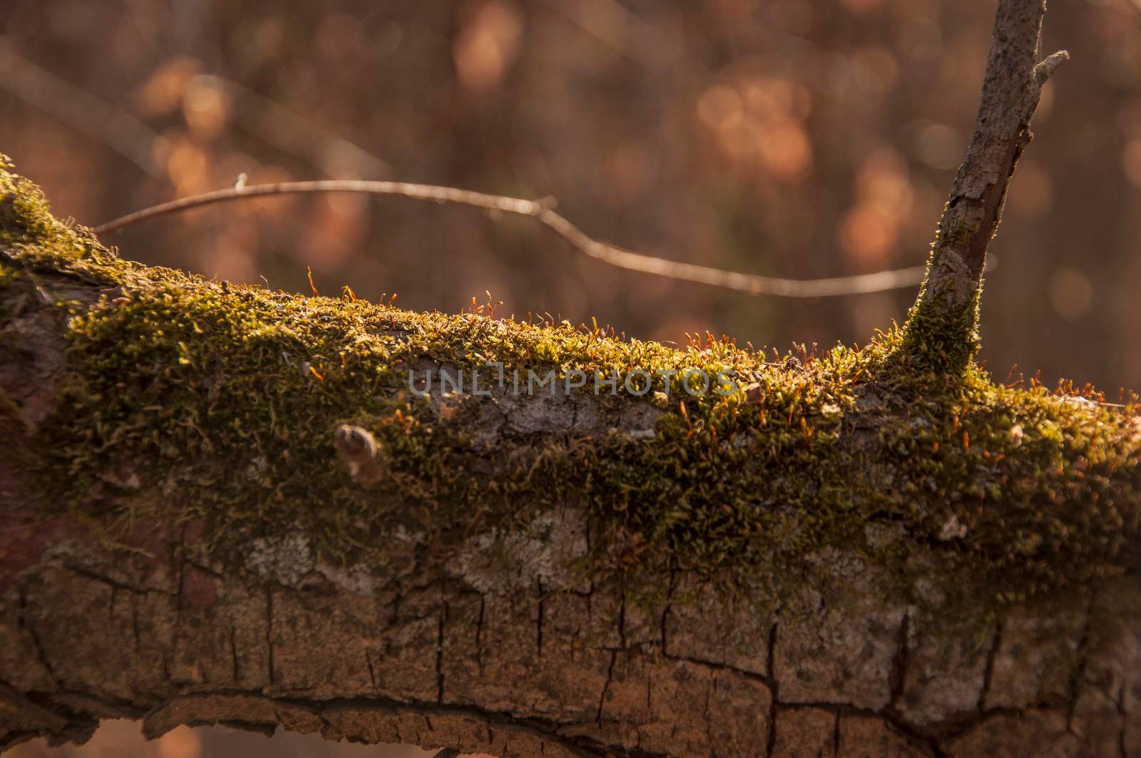 Beautiful bright forest background. Textured bark of old tree in garden, covered with yellow mosses, by inxti