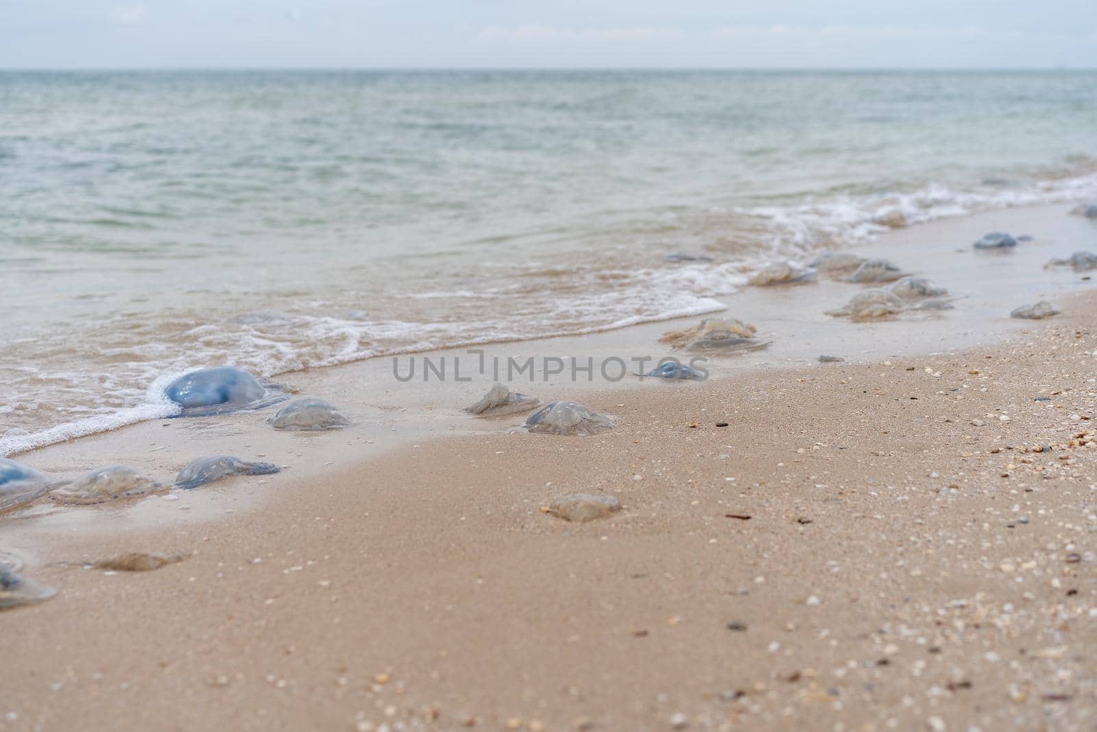Many Dead Jellyfish On Sea Beach Shallow Water Cornerot and Aurelia jellyfish on the sandy shore and in the water. Azov Sea Ecological Catastrophe Global Warming