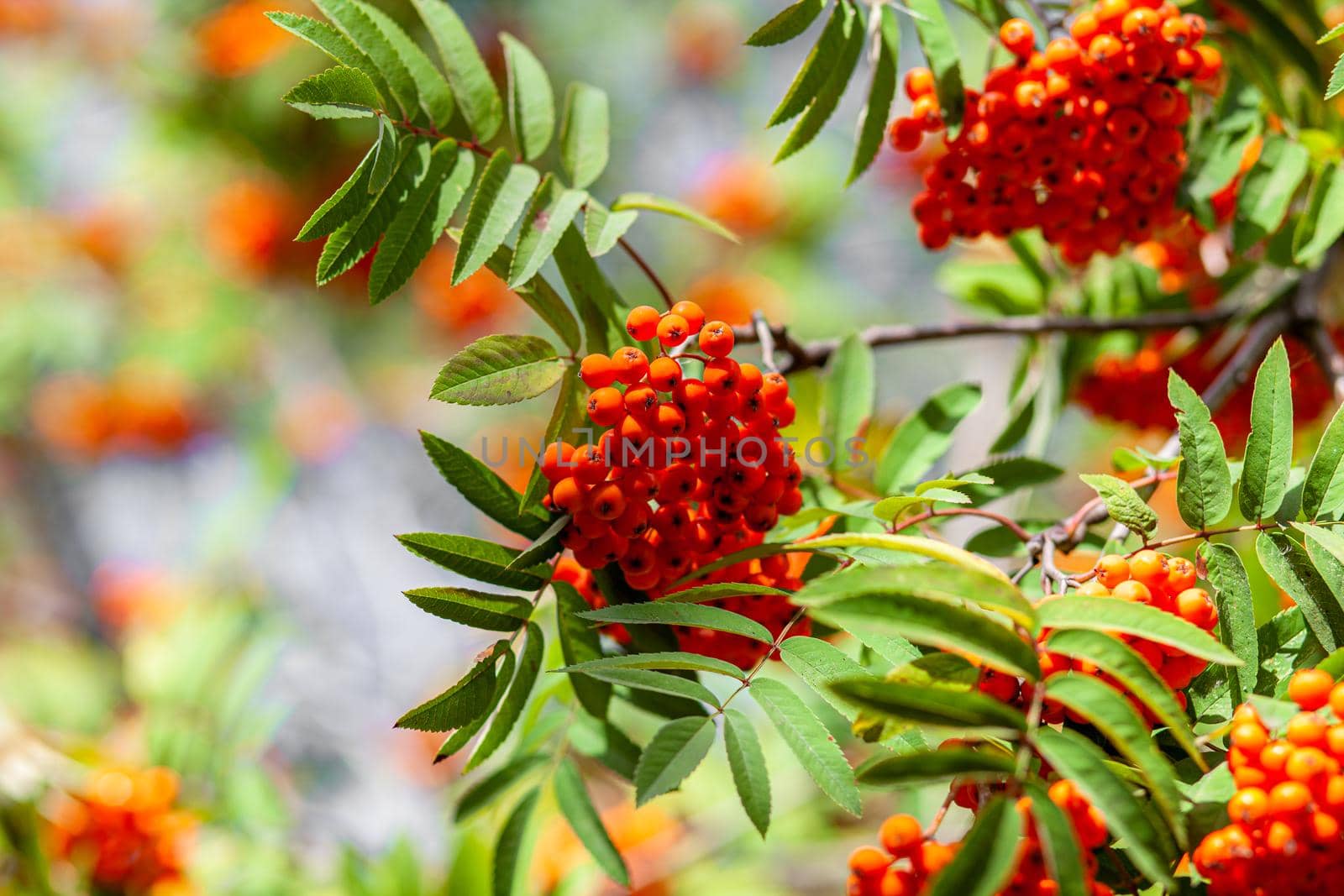 Mountain rowan ash branch berries on blurred green background. Autumn harvest still life scene. Soft focus backdrop photography. Copy space.