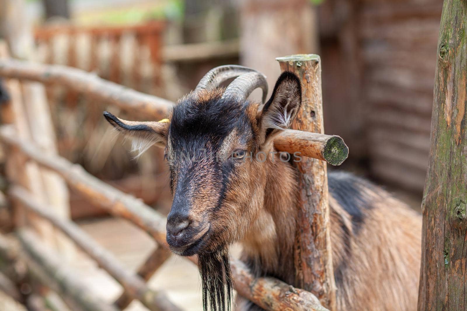 A horned goat looks out through a wooden fence and begs for food. by AnatoliiFoto