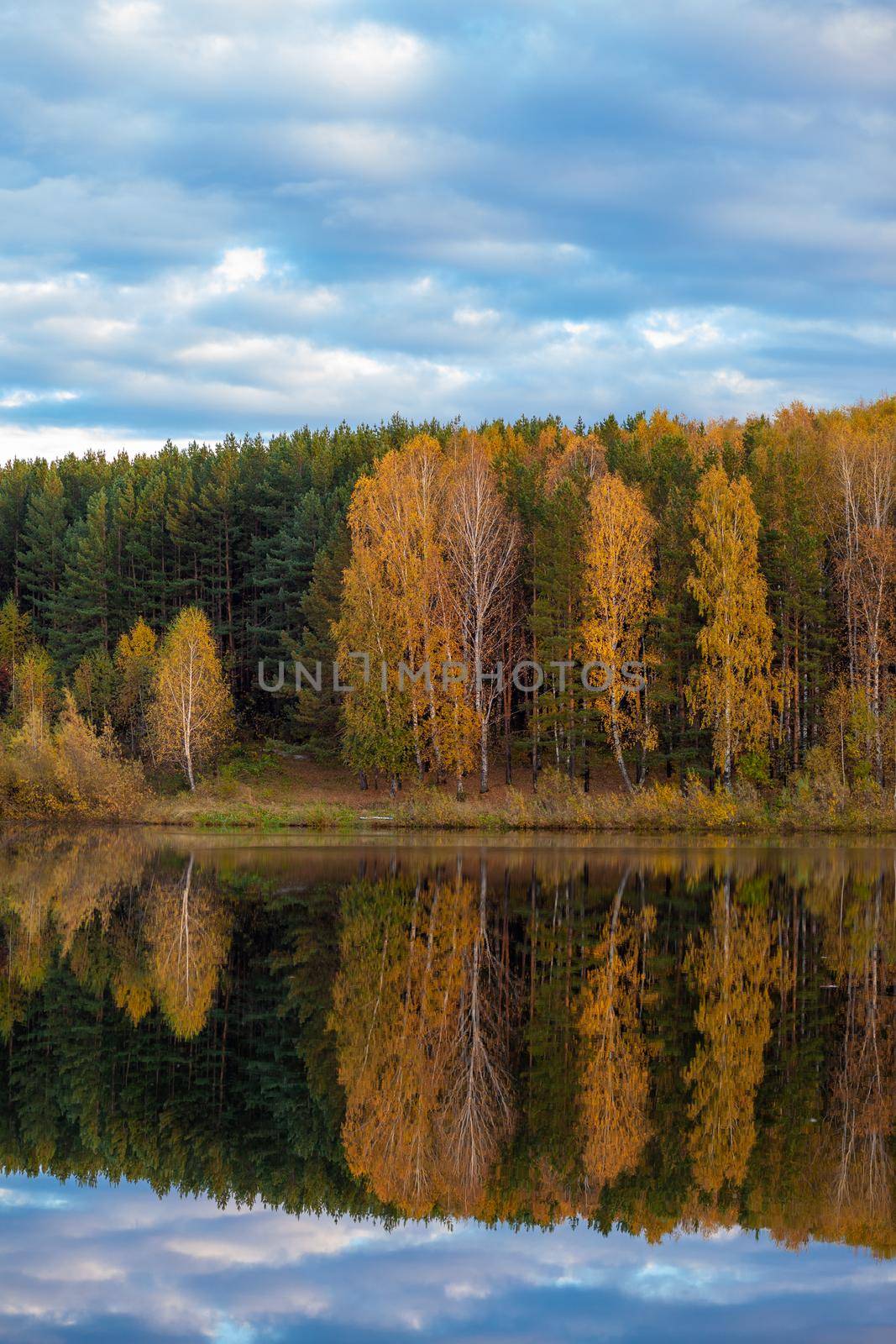Colorful foliage tree reflections in calm pond water on autumn day.  by AnatoliiFoto